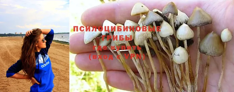 Псилоцибиновые грибы Psilocybine cubensis  KRAKEN tor  Дальнереченск 